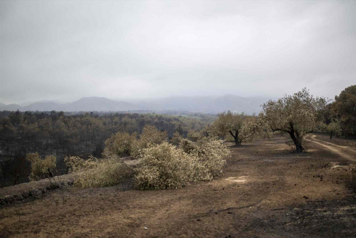 Una zona afectada por el incendio, a 9 de julio de 2025, en Xerta, Tarragona, Catalunya (España)