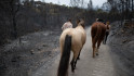 El Govern viatjarà als municipis afectats per l'incendi de Paüls per escoltar els veïns