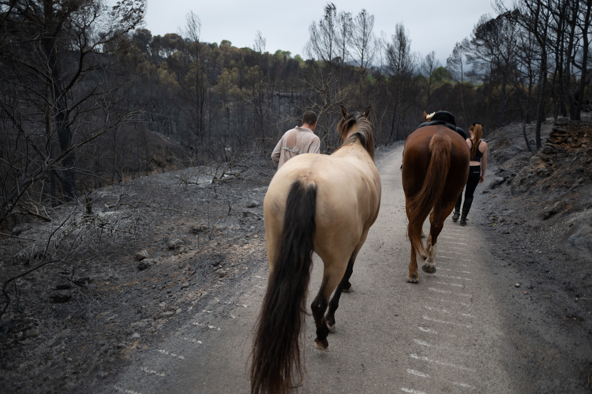 EuropaPress 6848321 dos personas pasan caballos zona afectada incendio julio 2025 xerta