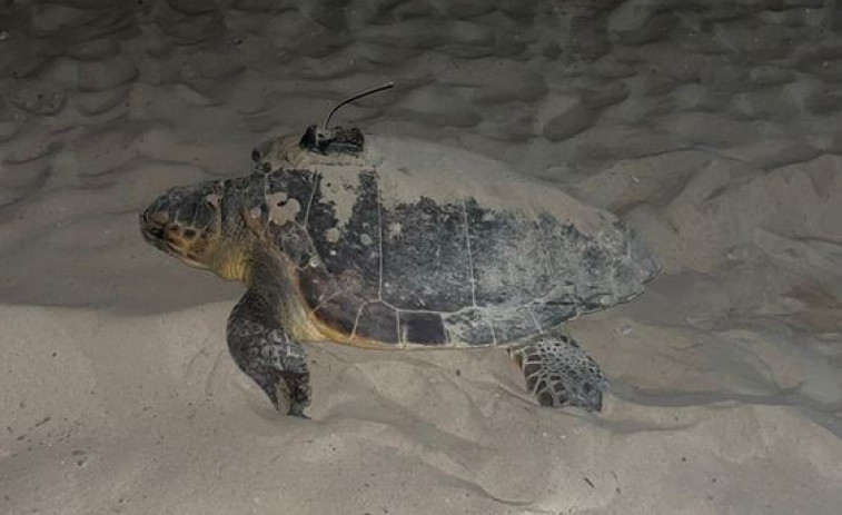 Dàlmata, la tortuga marina que ha nidificat a les costes de Catalunya