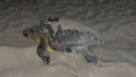 Dàlmata, la tortuga marina que ha nidificat a les costes de Catalunya