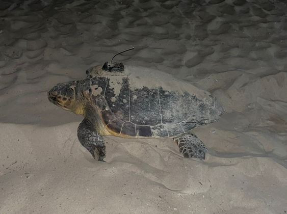 Dàlmata, la tortuga marina que ha nidificat a les costes de Catalunya