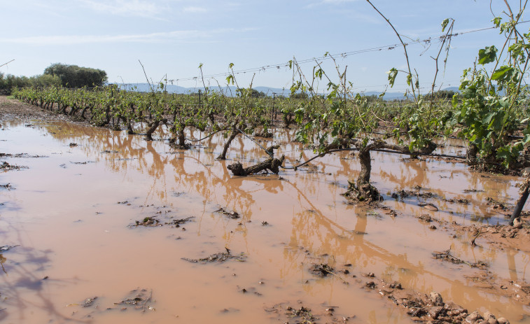 Les tempestes van provocar pèrdues de fins al 80% en la collita de raïm en vinyes catalanes