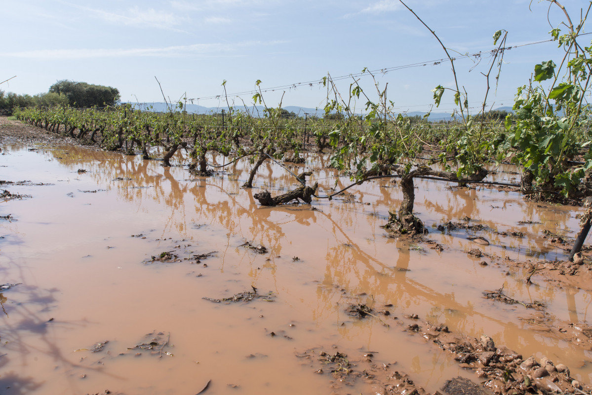 Viñedos destrozados por la tormenta de ayer en las inmediaciones de la localidad de Fuentemayor, a 15 de junio de 2021, en Fuenmayor, La Rioja (España). El Ayuntamiento de Fuenmayor declarará esta