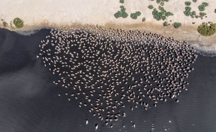 La colònia de flamencs del Delta de l'Ebre dóna la benvinguda a 312 pollets enguany