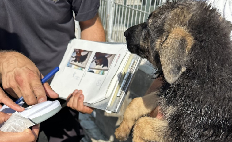 Desmantellat un nucli zoològic il·legal a Santpedor i Decomissen 25 cadells per irregularitats
