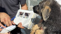 Desmantellat un nucli zoològic il·legal a Santpedor i Decomissen 25 cadells per irregularitats