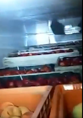 VIDEO:el camuflaje de fruta no funciona: detienen a un camionero con 418 kg de droga