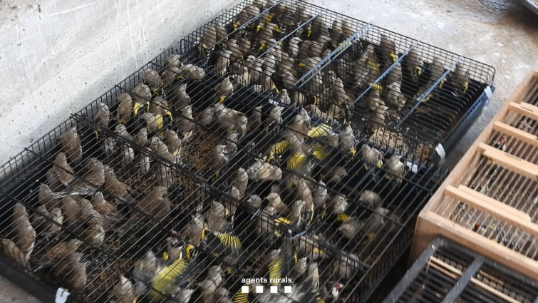 Els Agents Rurals desmantellen un centre de venda il·legal d'ocells a Barcelona i confisquen 922 ocells