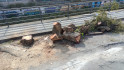 Els arbres de la riera de la Bisbal