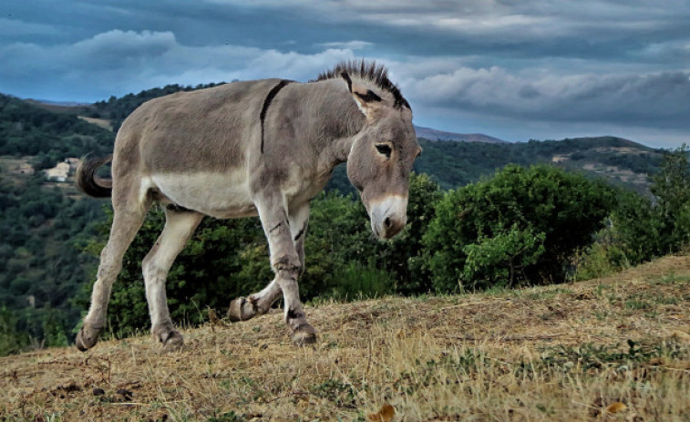 Una solució ecològica i original contra els incendis: els rucs catalans, guardians del bosc