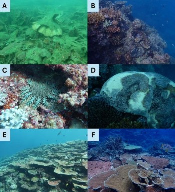 Reef
