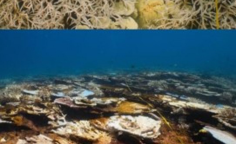 VÍDEO: El paradís en perill: la bellesa del Gran Escull de Coral s'esvaeix per la calor rècord