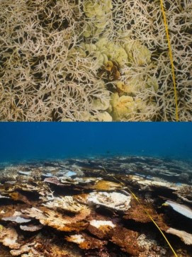 VÍDEO: El paradís en perill: la bellesa del Gran Escull de Coral s'esvaeix per la calor rècord