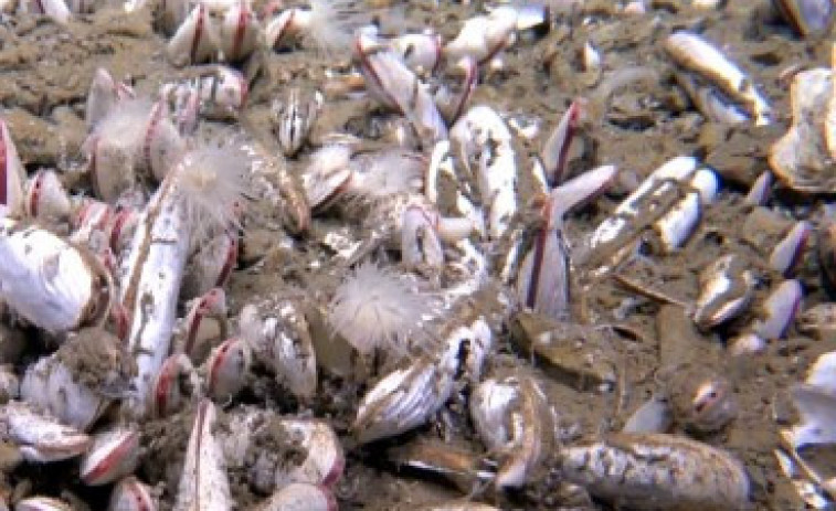 Un tresor biològic ocult: descobreixen comunitats que viuen sense llum solar en el fons de l'oceà
