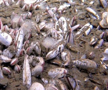 Un tresor biològic ocult: descobreixen comunitats que viuen sense llum solar en el fons de l'oceà