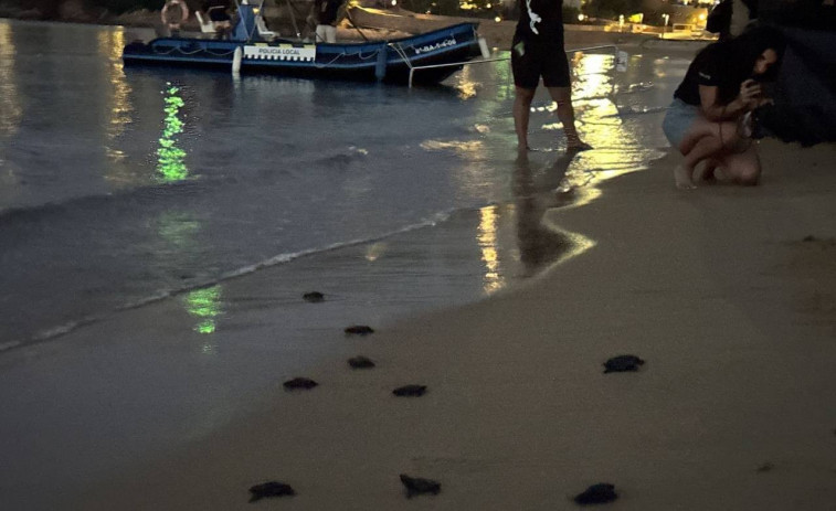 VÍDEO: alegria en la costa catalana pel naixement de 25 tortugues