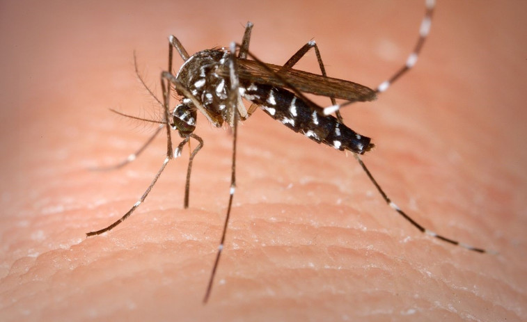 Chikungunya importat a Espanya: El Ministeri de Sanitat aclareix a CatalunyaPress les últimes alertes sanitàries