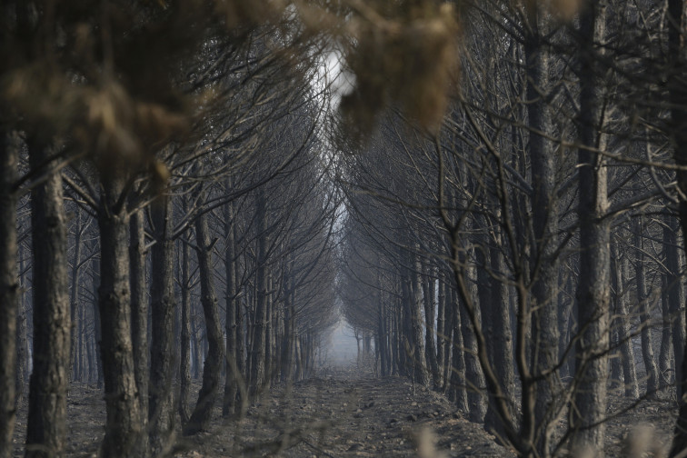 La batalla forestal de Catalunya: La prevenció en el focus davant l'amenaça dels incendis
