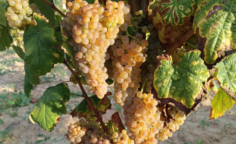 El tradicional raïm de Nit de cap d'any corre perill de desaparèixer