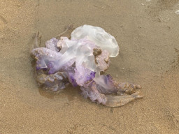 Alerta en la playa por el hallazgo de una peligrosa carabela portuguesa