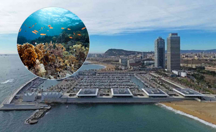 L'ecosistema de Barcelona: més de 100 espècies marines colonitzen els esculls artificials