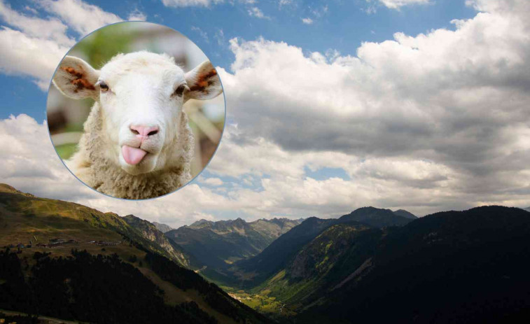 Impacte mortal: Més de 200 ovelles moren per l'efecte d'un llamp a la Val d'Aran