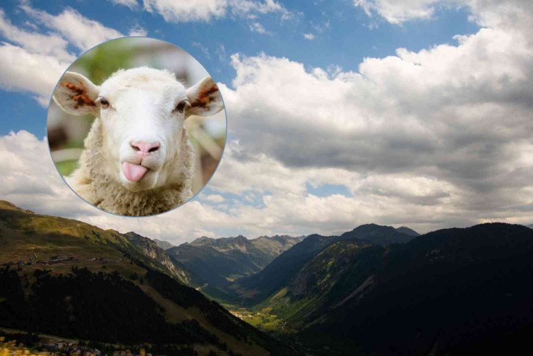 Impacte mortal: Més de 200 ovelles moren per l'efecte d'un llamp a la Val d'Aran
