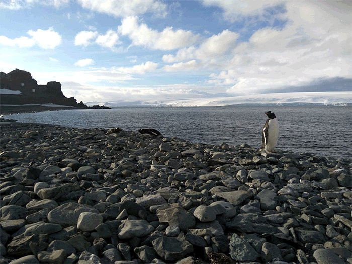 El preu del turisme: la contaminació de metalls pesants arriba a l'Antàrtida, segons un nou estudi