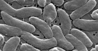 Bacteria