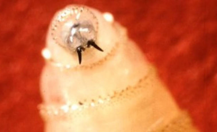Primer cas als EUA de la 'larva carnívora