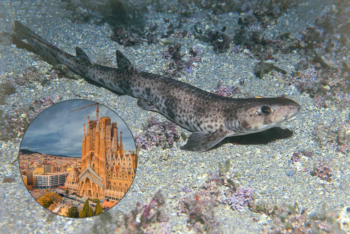 Barcelona, tiburón gato   CANVA
