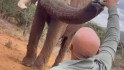 VÍDEO | Polèmica per les imatges d'un turista espanyol donant cervesa a un elefant a Kenya