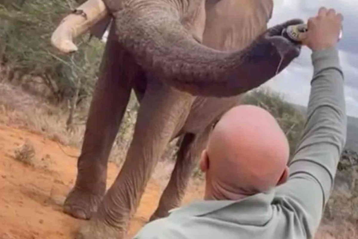 Un turista español da cerveza a un elefante en Kenia   CANVA