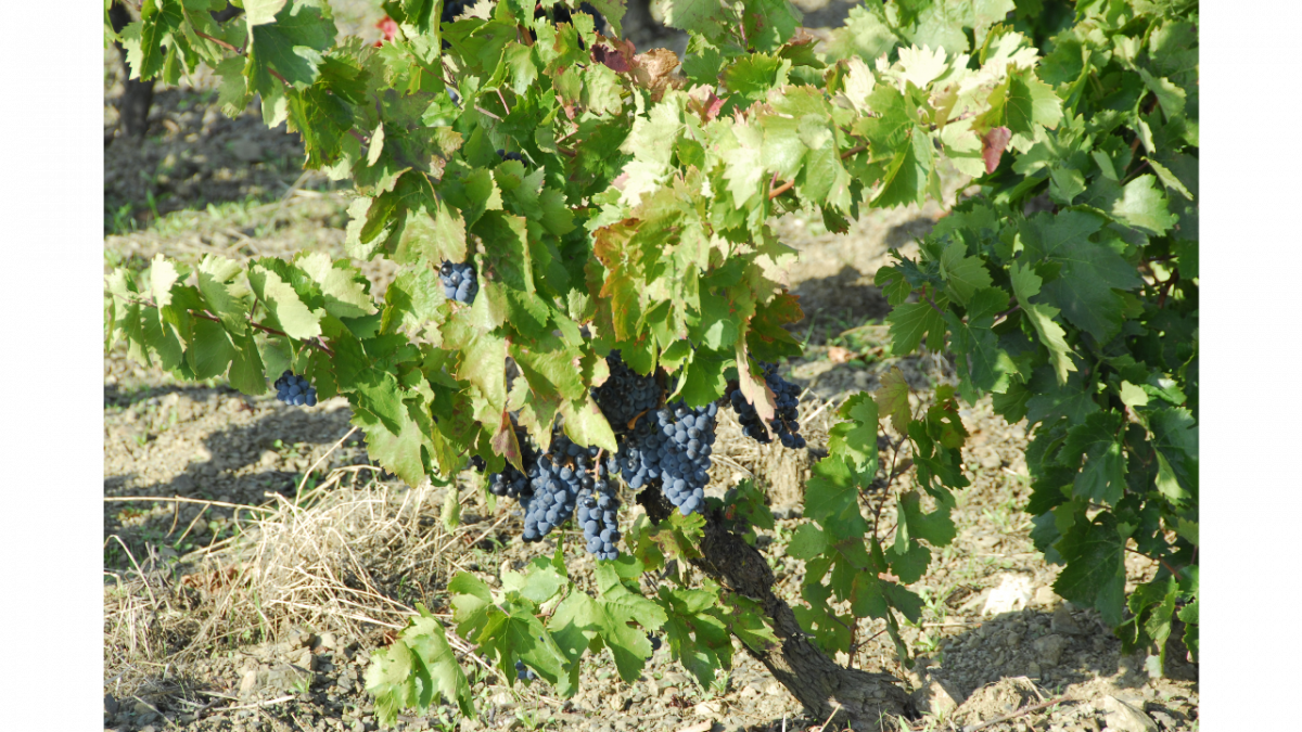 Vino