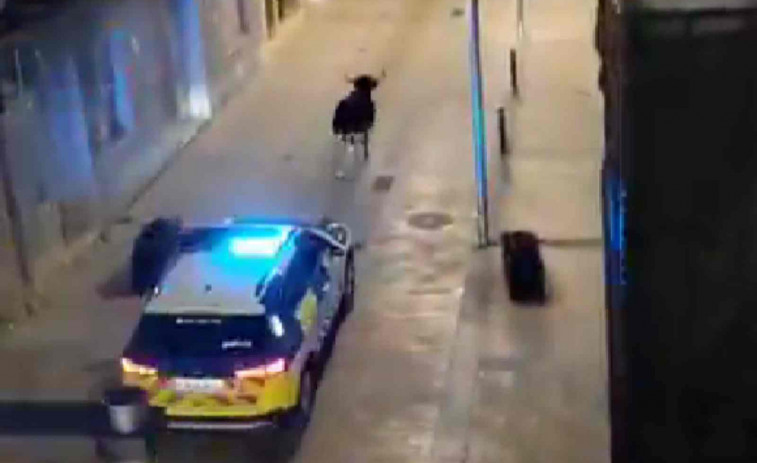 VÍDEO | Una vaca s'escapa a Ulldecona i la policia la persegueix pel centre del poble