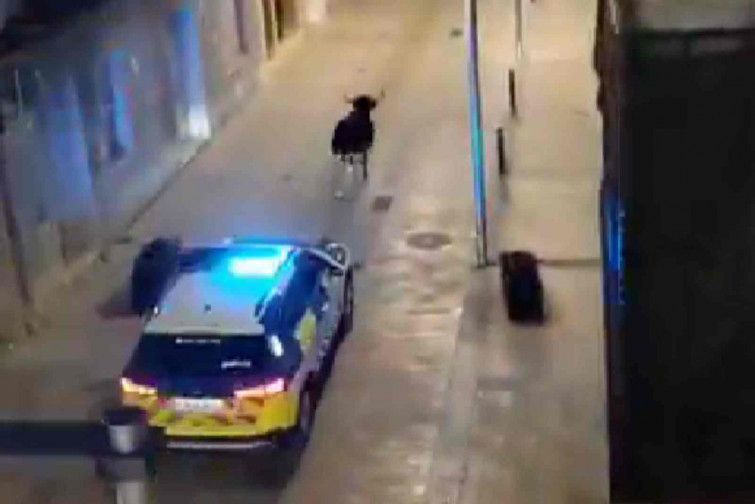 VÍDEO | Una vaca s'escapa a Ulldecona i la policia la persegueix pel centre del poble