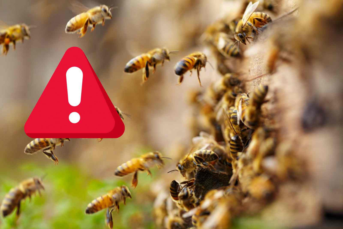 Alerta, abejas