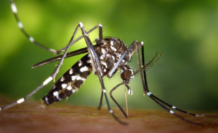 El mosquit tigre s'expandeix per Espanya: dos de cada tres espanyols viuen en zones amb la seva presència