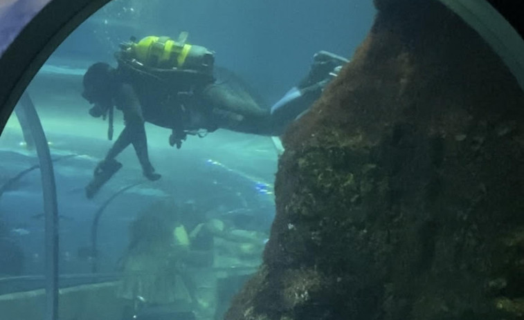 VÍDEO| 30 anys sota la mar: El Aquarium de Barcelona ens convida a un nou viatge al centre de la vida marina