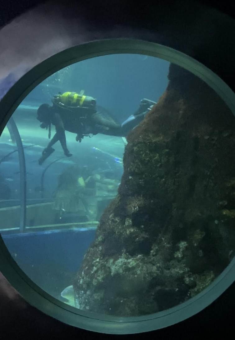 VÍDEO| 30 anys sota la mar: El Aquarium de Barcelona ens convida a un nou viatge al centre de la vida marina