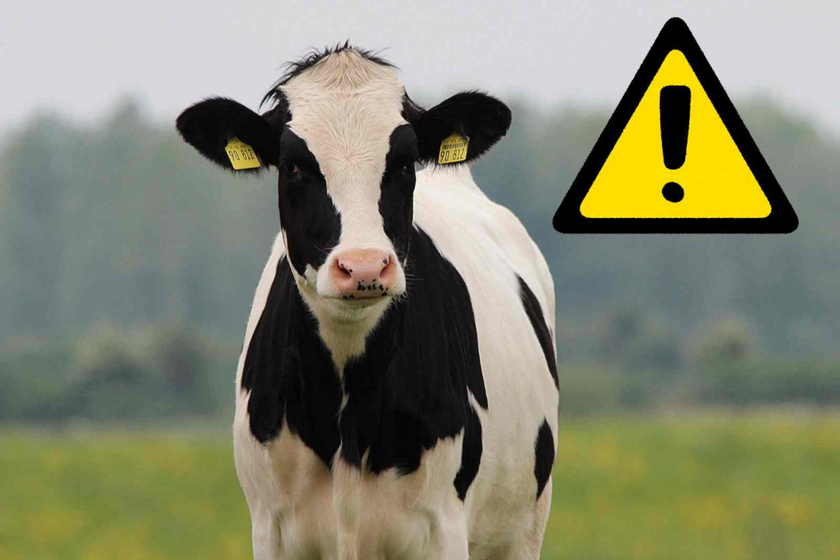 Vaca, alerta   CANVA