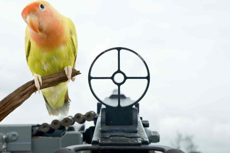 Un pare mata accidentalment la seva filla de 14 anys quan intentava disparar a un ocell