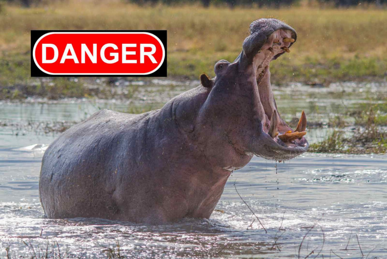 Tragèdia a Costa d'Ivori: un hipopòtam bolca un vaixell i deixa 11 desapareguts