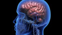 Com es mou el cervell: una IA revela claus per a entendre i tractar malalties mentals