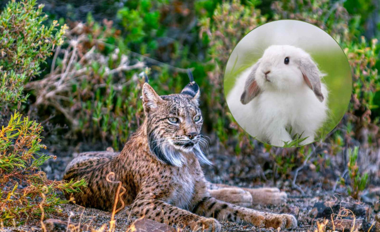 Un linx ibèric apareix per primera vegada al Pirineu: Podrà solucionar el gran problema de Lleida?