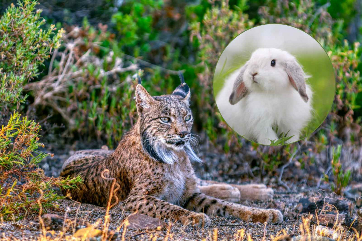 Lince ibérico   Conejos