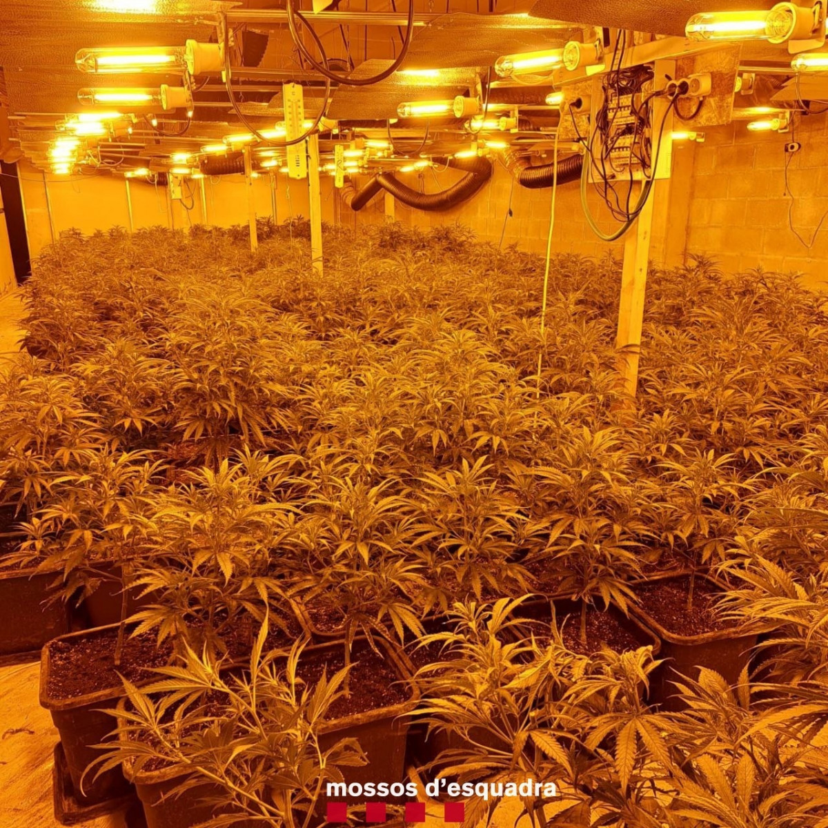 EuropaPress 6610650 detenidas 10 personas cultivo marihuana segarra lleida osona barcelona