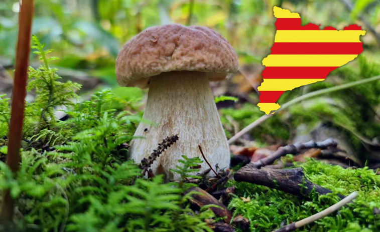 Temporada de bolets 2025: els boscos del Pirineu s’omplen abans d’hora i prometen cistells plens