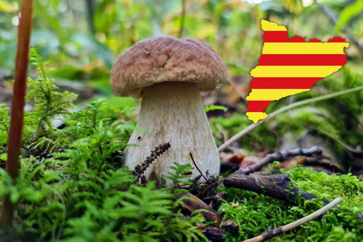 Setas, Catalunya   CANVA